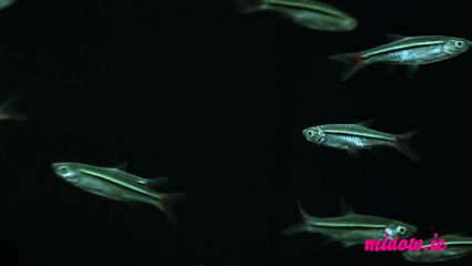 Telekat: videos for cats to watch - Incredibly Tasty Looking Fish!