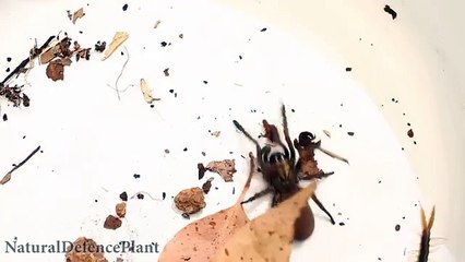 Funnelweb spider vs 2 Centipede ROUND 2 Insect fight