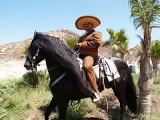CABALLOS ESPANOLES, CABALLOS BAILADORES, CABALLOS 0 ANDALUZ, CABALLO BAILANDO, PRE HORSES