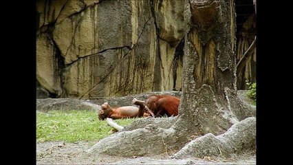 【おもしろ】動物交尾が衝撃的！エロい！？　　子供を動物園つれていけねぇー（笑）