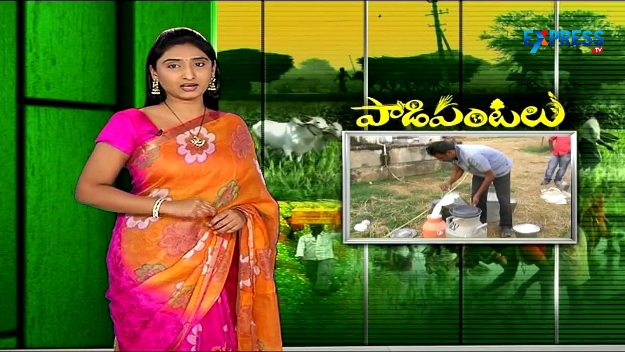 Best Practices of Dairy Farming : Paadi Pantalu | Express TV