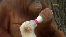 Orangutan Babysits Cute Tiger Cubs at Myrtle Beach Zoo
