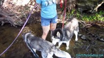 Siberian Huskies in the Water - Does Oakley Like water?