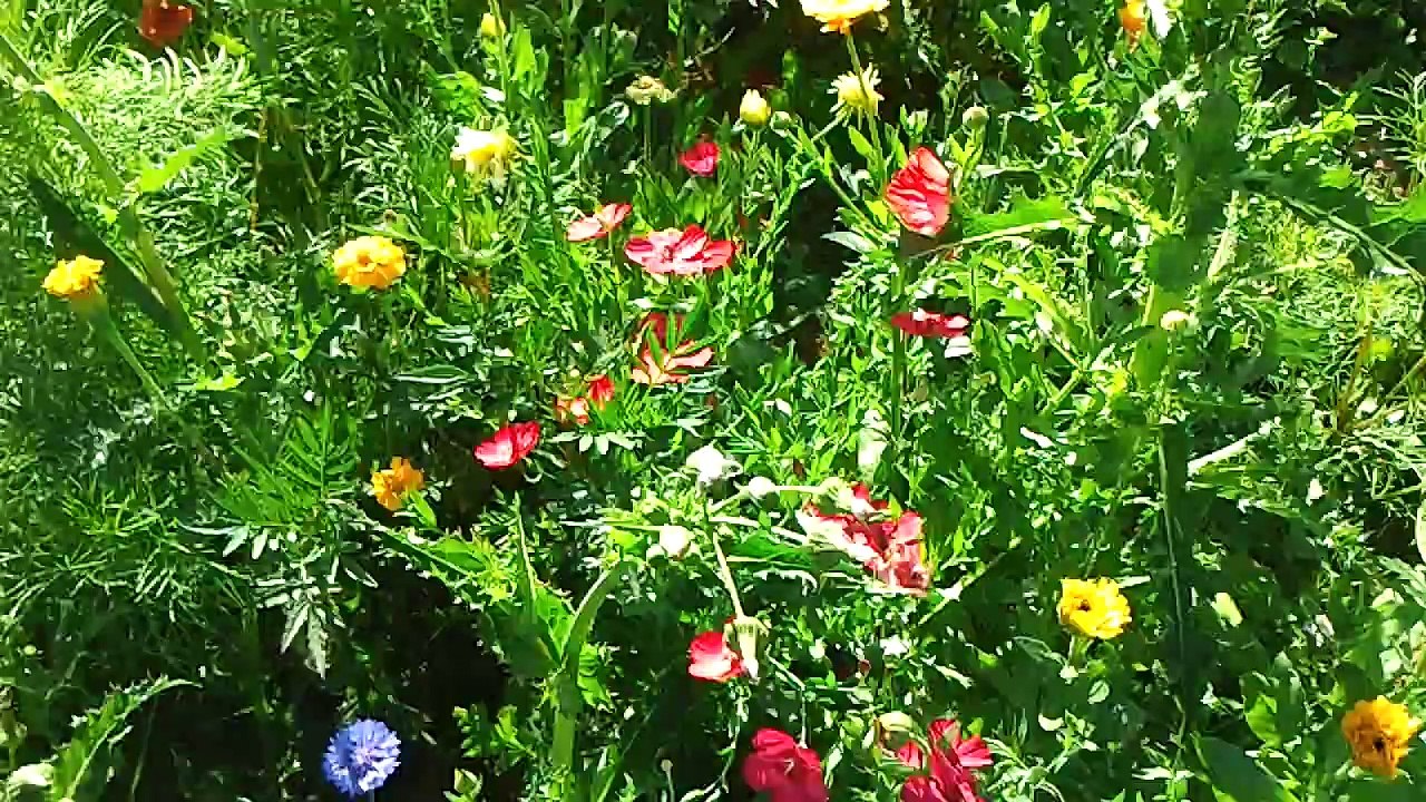 francois hollande biodiversité nourriture toxique abeilles ecologie Poison dans notre assiette