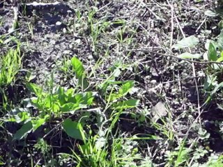 Продам дом в деревне Орловской области. Ново Ивановское 1300000