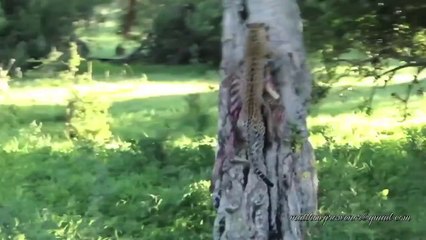 A leopard climbs a tree with a zebra in the mouth