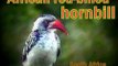 African red-billed hornbill.wmv