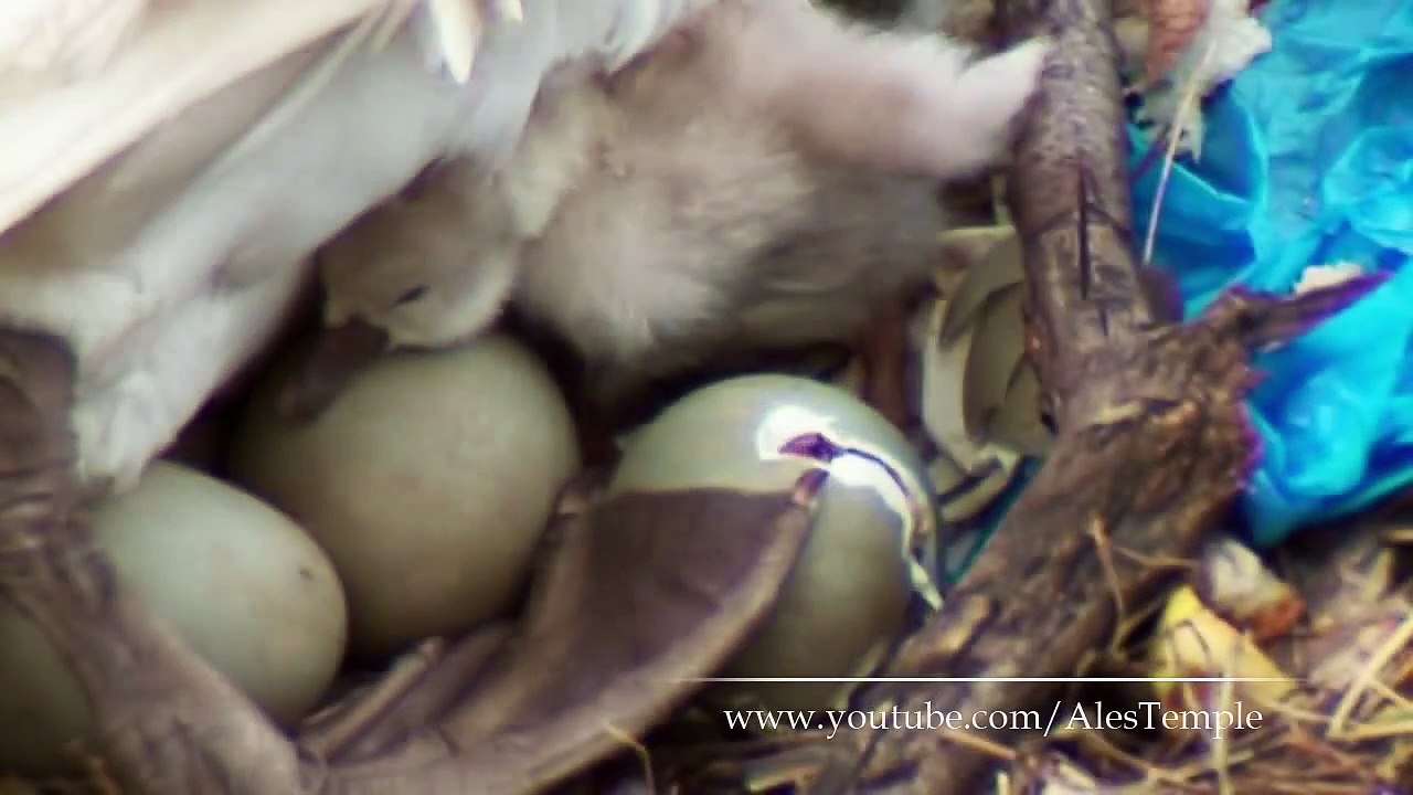 Baby Swan Birth - Real Video