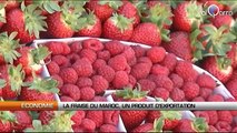 La fraise du Maroc, un produit d'exportation