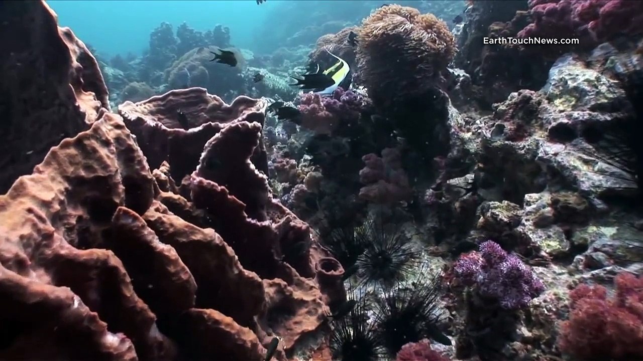 Mega-venomous starfish and a turtle happy meal