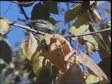 Yellow Rumped Warbler eating Poison Ivy Berries