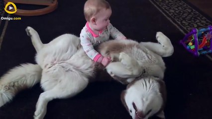 Siberian Husky Playing Gently With 7-Month-Old Baby