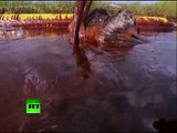 Wildlife Apocalypse: Video of Gulf birds, fish caught in BP oil spill
