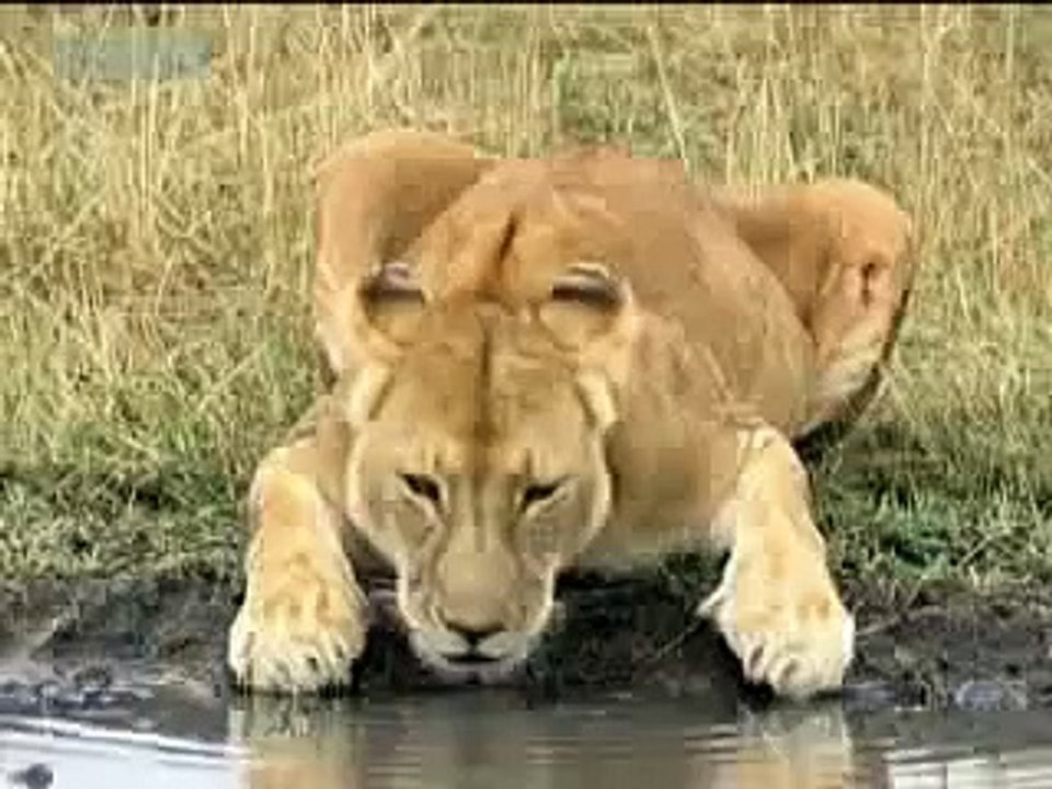 Injured lion searches for help in the African jungle BBC wildlife