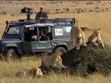 Lions vs Spitting Cobra - BBC wildlife