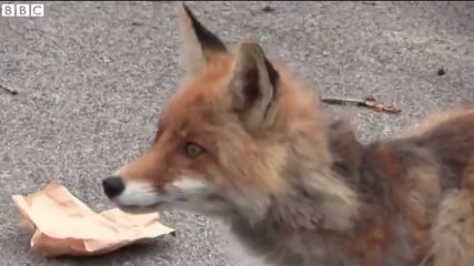 BBC News_Chernobyl fox makes five-decker sandwich Apr15