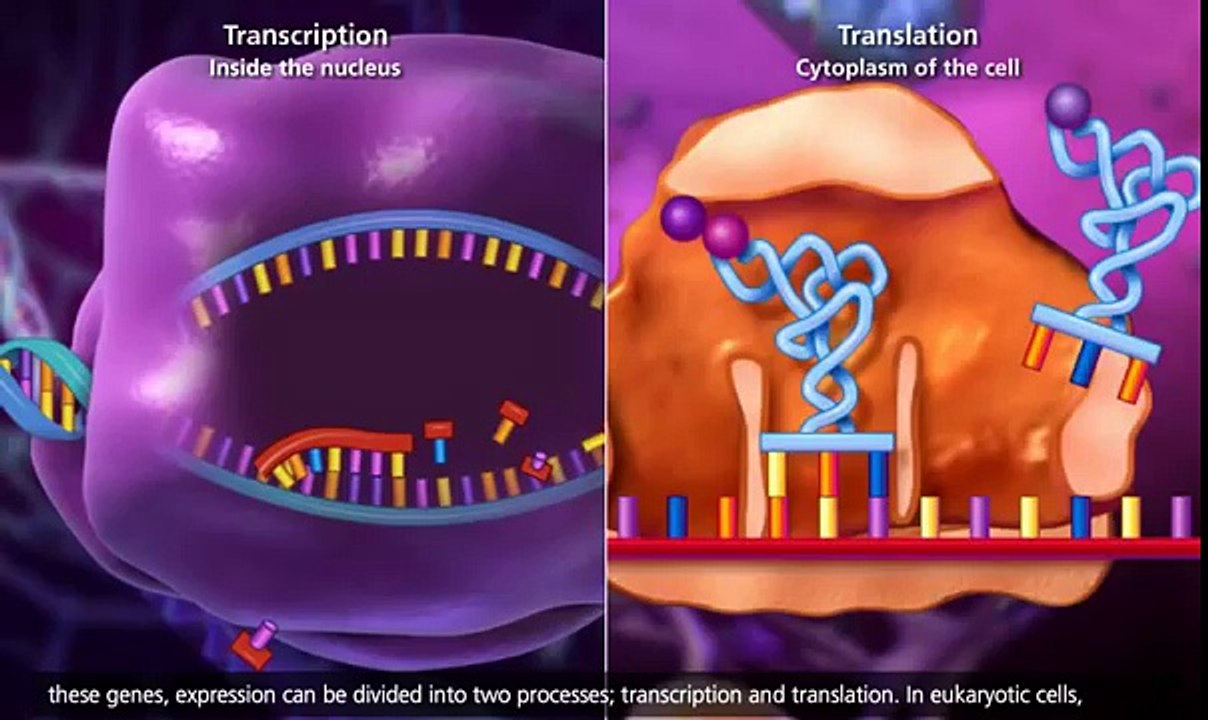 molecular biology of chromosomes,genes and DNA