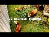 謎の音にビックリ！円山動物園のレッサーパンダ