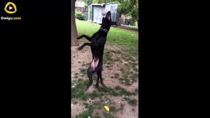 Dogs Who Fail At Being Dogs