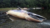 Más de 20 ballenas muertas en sur de Chile