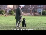 Gun Dog Training (Teach Your Dog Sit, Stay & Retrieve)