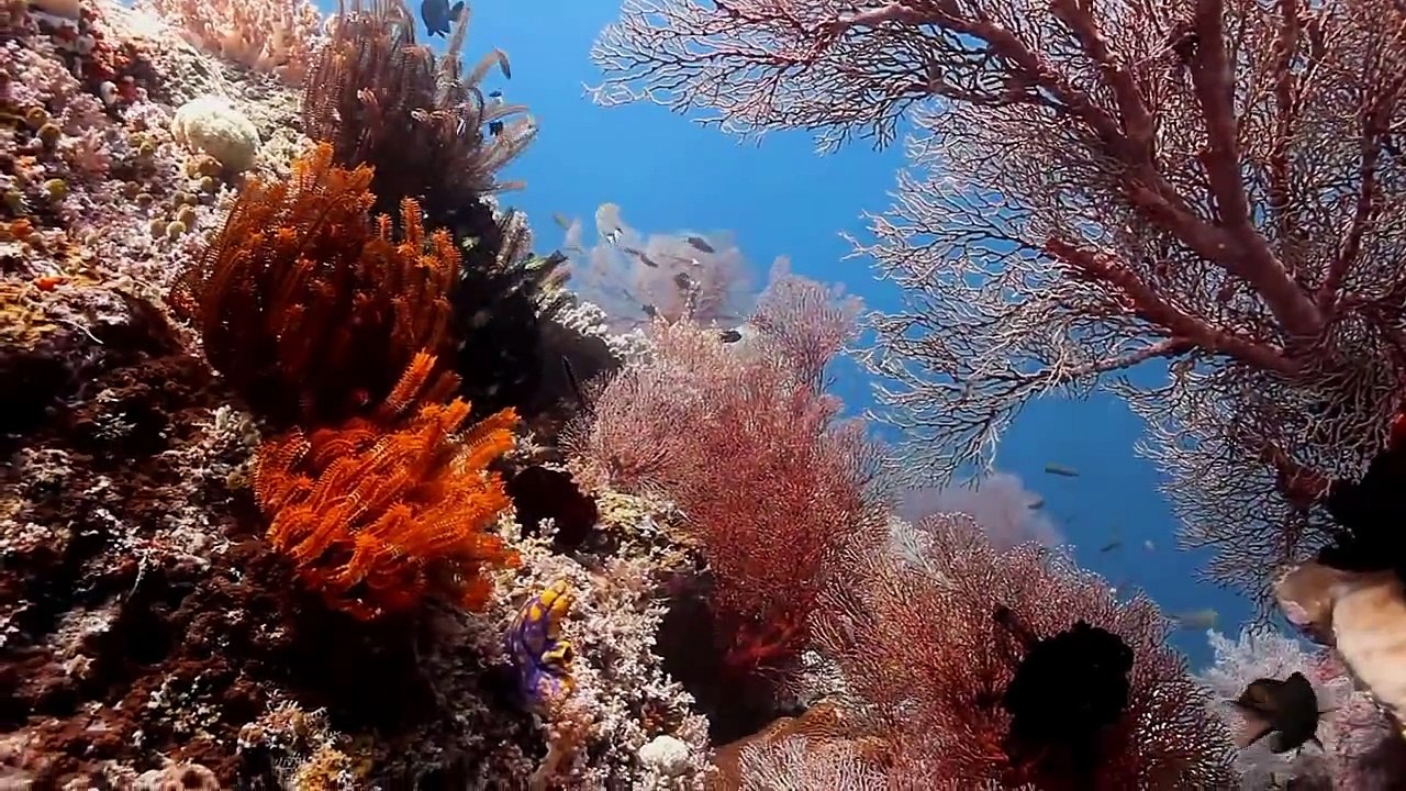 Raja Ampat, Indonesia - Scuba diving in paradise