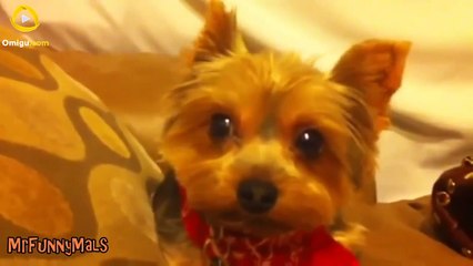 Funny Dogs Getting Scared Compilation