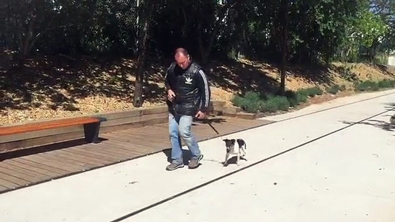 La Ciotat dressage chiens et chiots départements 13 83