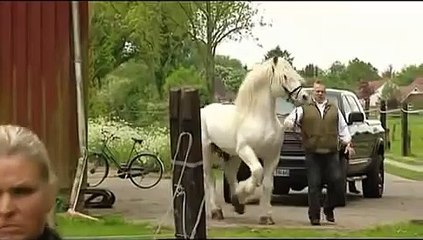 Tamme Hanken ( Jumper beim Decken ).mp4