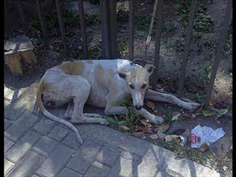 Hombre viola a perrita y le infecta sus genitales igual que a su preja de 14 años (09/02/13)