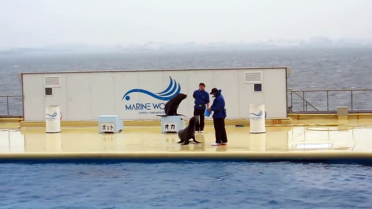 海獅滑行