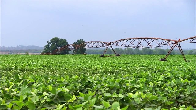 Sustainable Pig Farmers Embrace Technology