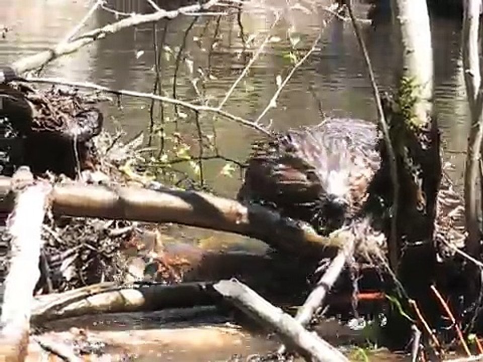 Castor qui construit son barrage-Beaver building its dam