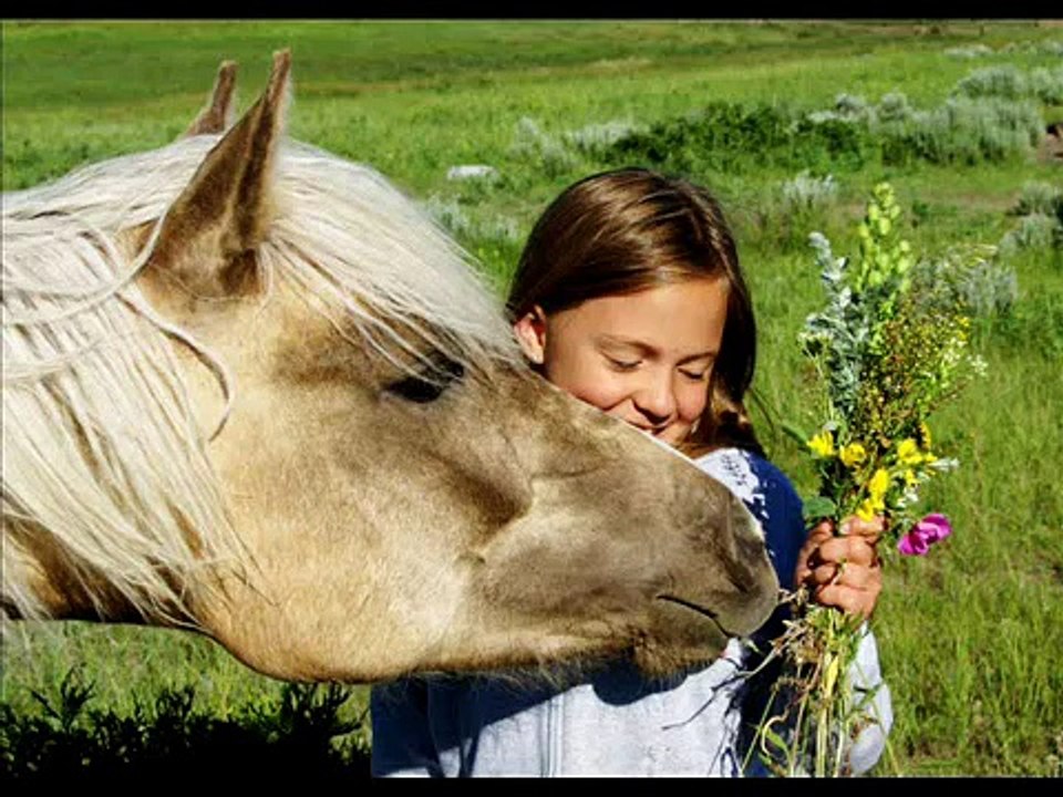 Marvelous Morgan Horses