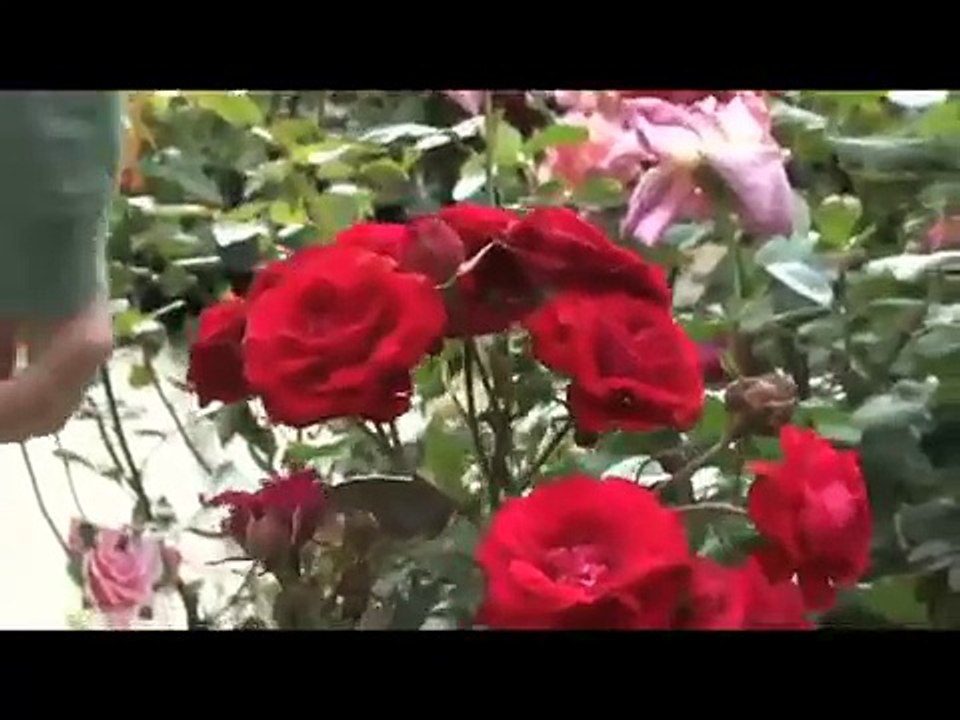 OCD Raymond Raymond Raymond