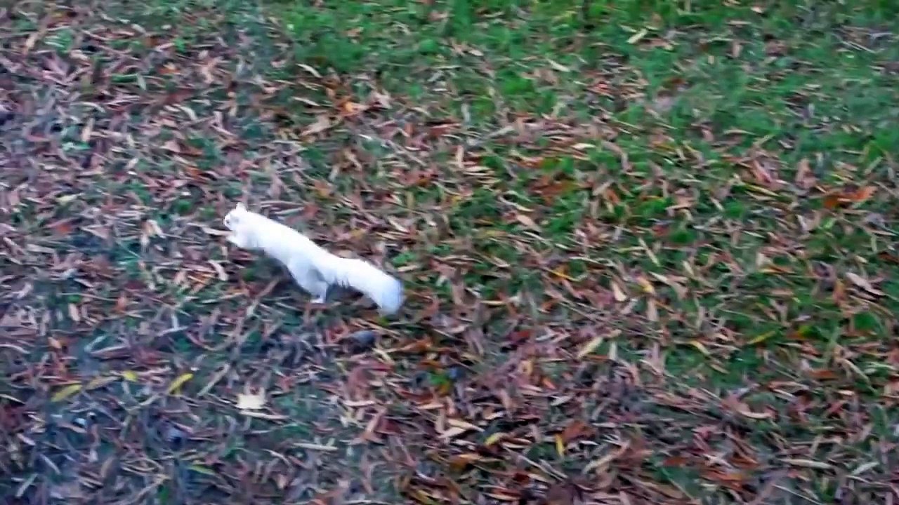 Solid White Squirrel