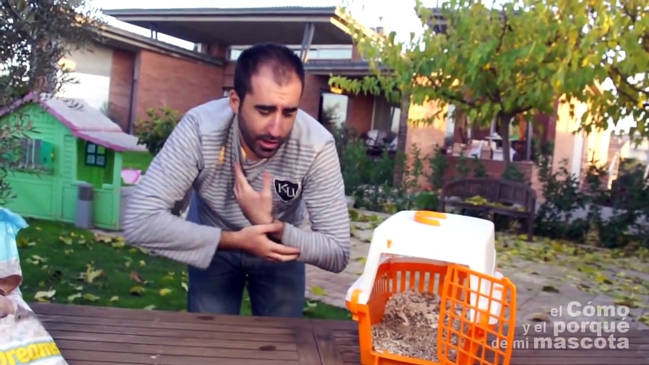 CHINCHILLAS - Cómo viajar con nuestra chinchilla.