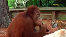 Un orang-outan donne le biberon à des bébés tigres
