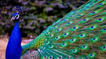 Peacock Sounds and Pictures