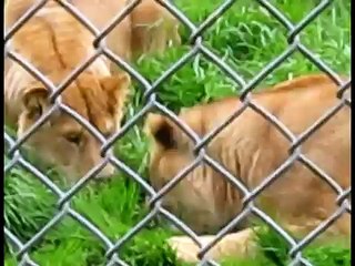Lions, Wolves, Bears, Foxes et al. at the Greater Vancouver Zoo