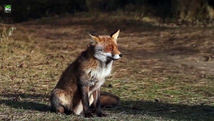 Tilkilerin Özellikleri ve Bazı Türleri