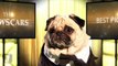 The Oscars 2014 - Best Picture Nominees (Cute Pug Version)