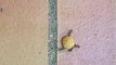La croquette et la fourmi mardi 29 juin 2010