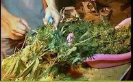 marihuana cosecha  - manicurado de la marihuana