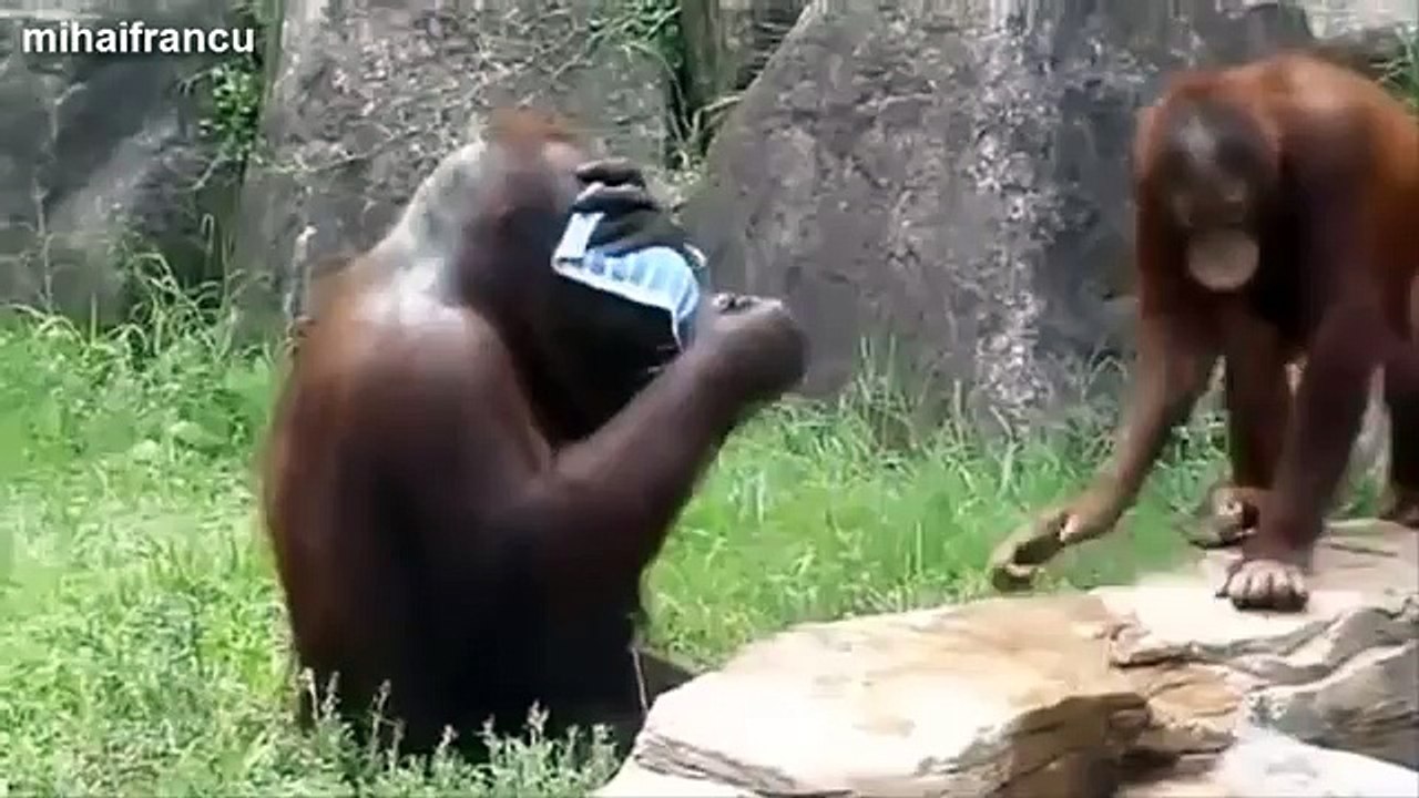 Top 10 Funny Monkey Videos Compilation 2014 NEW