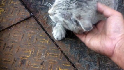 Cat coming to the factory２