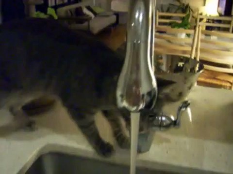 Cat Shower 2 (Woody Style, very funny and cute) 修行猫ウッディーのシャワー2