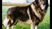 KANGAL vs CAUCASIAN Dog vs SARPLANINAC