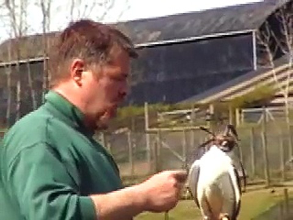 Lanner Falcon display