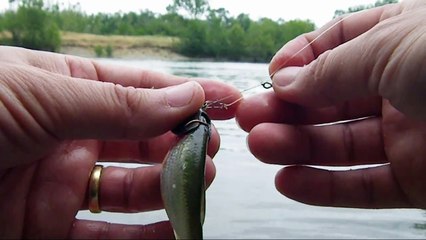 PECHE GROS SANDRE EN GARONNE